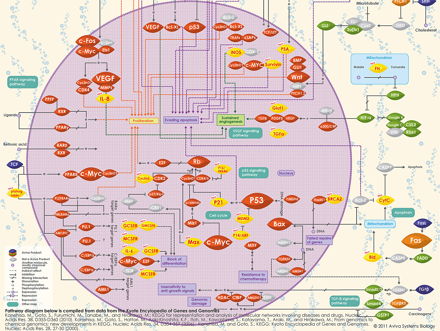 What is cancer and why you can't eat it - Longpost, Crayfish, The science, The medicine