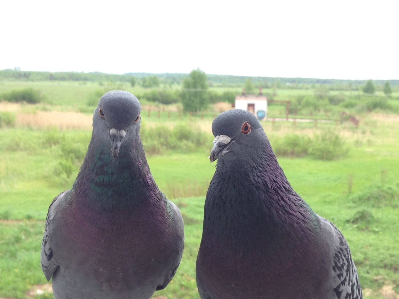 Pigeon Valera - My, Pigeon, Date, , , Syrniki, Longpost