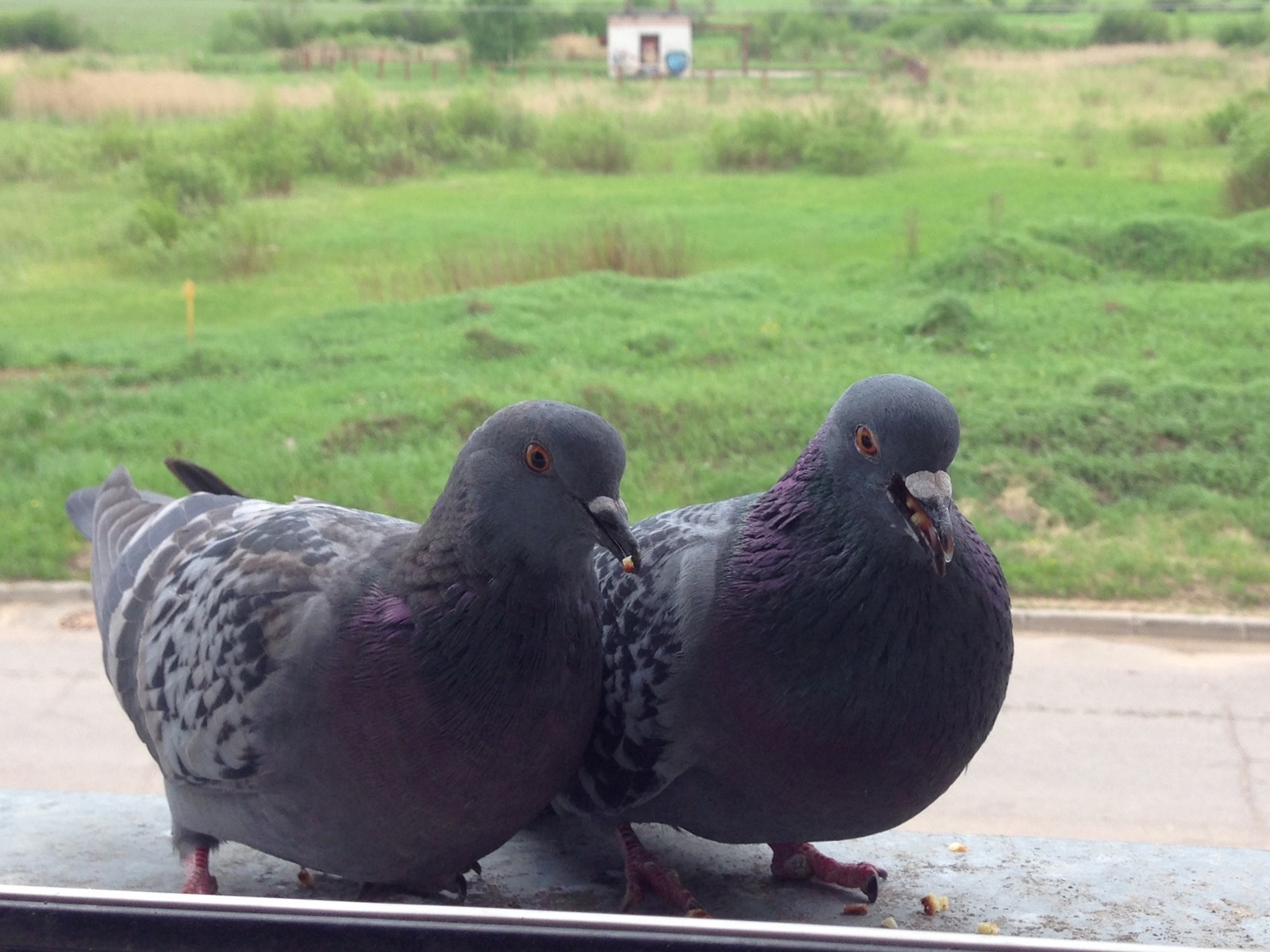 Pigeon Valera - My, Pigeon, Date, , , Syrniki, Longpost