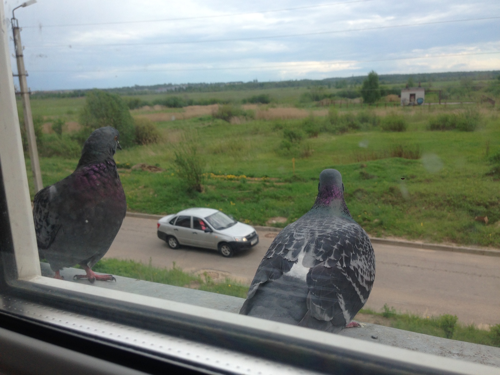 Pigeon Valera - My, Pigeon, Date, , , Syrniki, Longpost