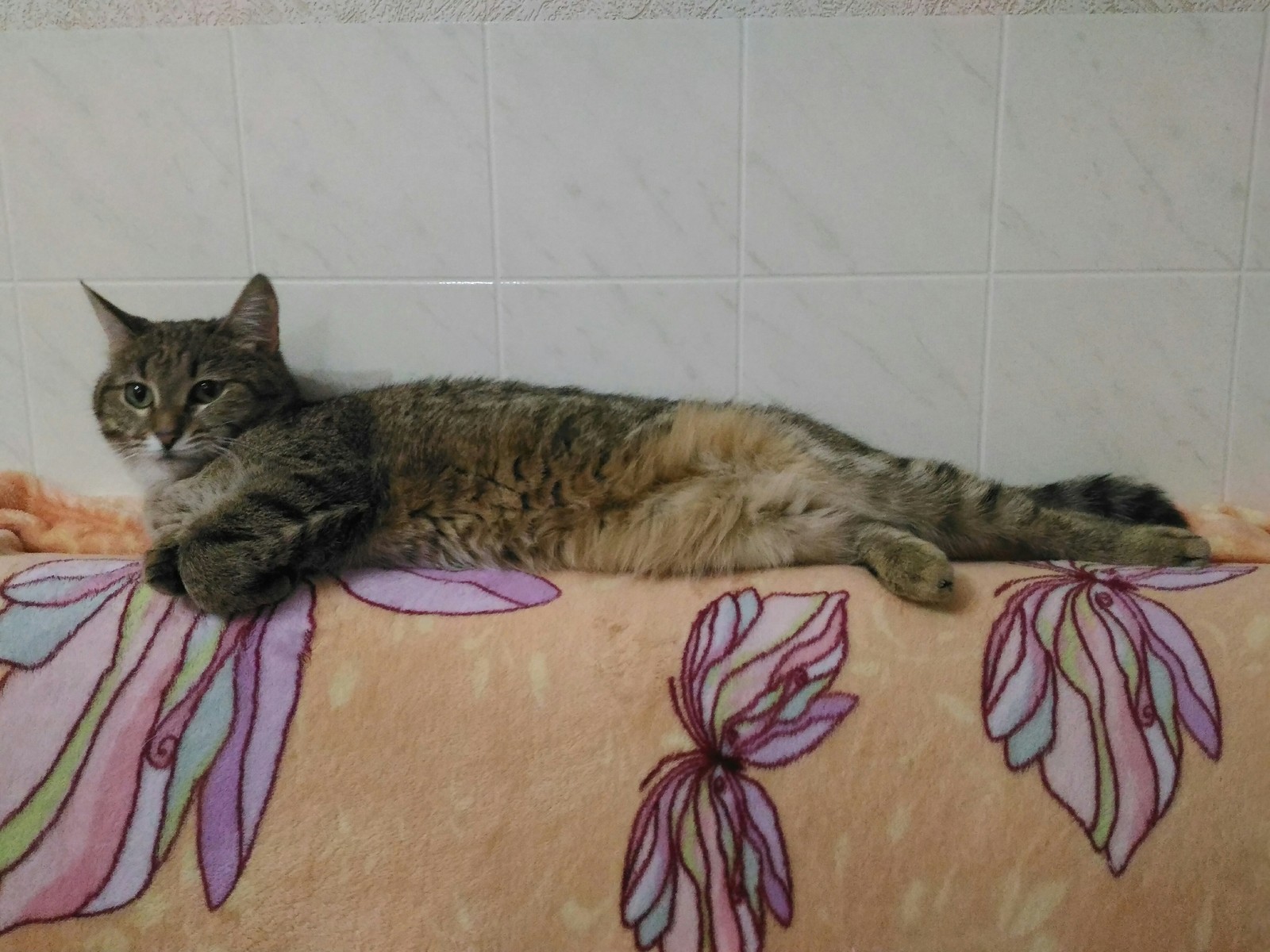 Likes to wallow everywhere - My, cat, Tricolor cat, Masyanya the cat, lying around, The photo, Longpost