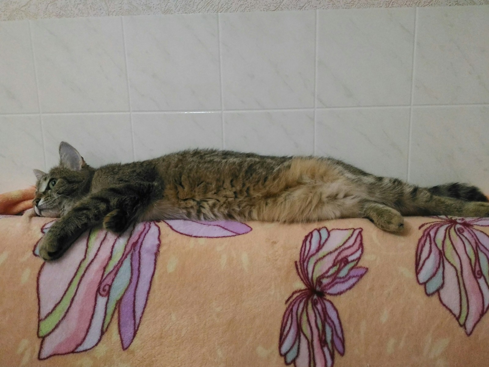 Likes to wallow everywhere - My, cat, Tricolor cat, Masyanya the cat, lying around, The photo, Longpost