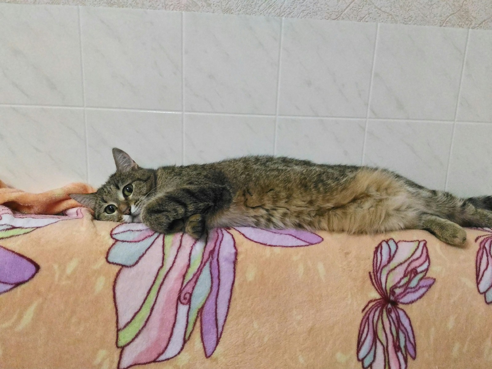 Likes to wallow everywhere - My, cat, Tricolor cat, Masyanya the cat, lying around, The photo, Longpost