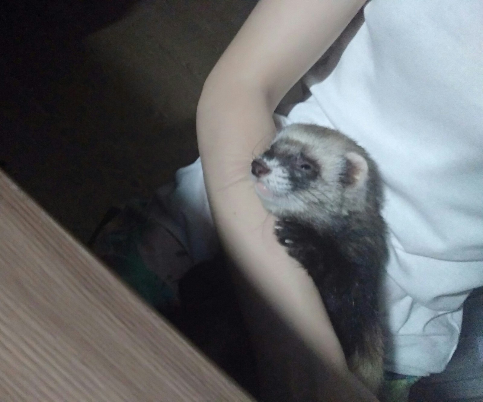 And who just knocked over a pile of ironed clothes and stole a potato from the kitchen? No, not me, just look at my honest look! - My, Cunning, Sight, Ferret, Love, Milota