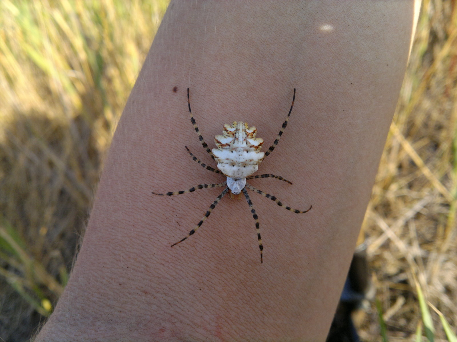 Pauchmo - My, , Argiope, , Spider, Arachnophobia, Arachnids, Longpost