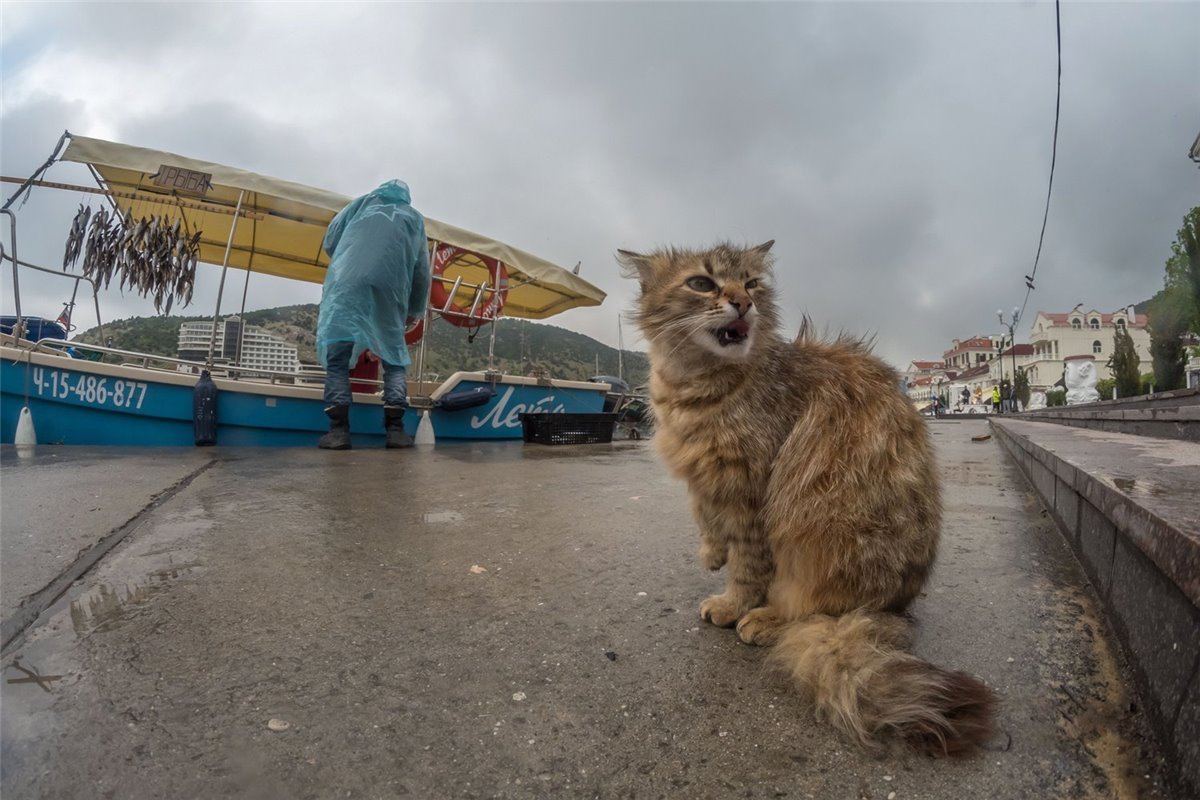 The cat is clearly up to something. - cat, Balaclava, Crimea, Fishermen, Catch