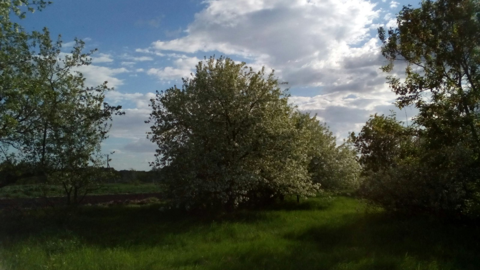 May 2017 apple trees bloom - My, Spring, Flowers