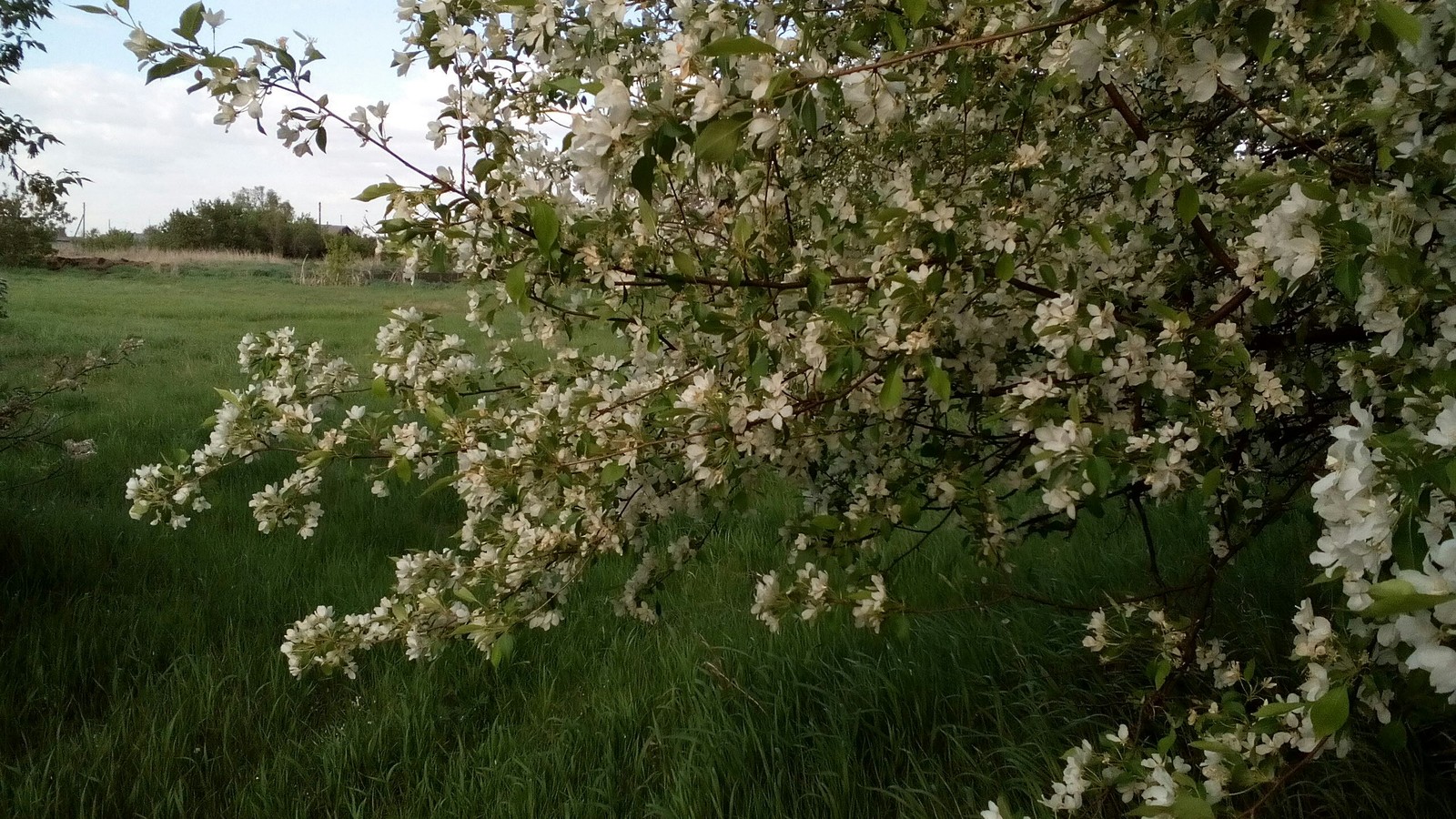 May 2017 apple trees bloom - My, Spring, Flowers