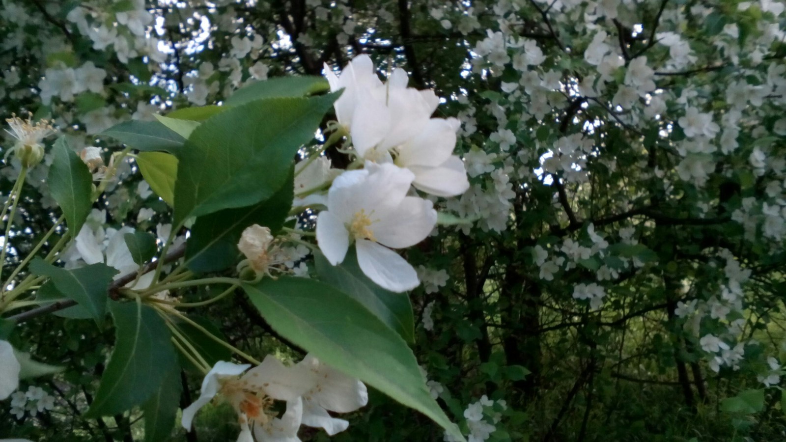 May 2017 apple trees bloom - My, Spring, Flowers