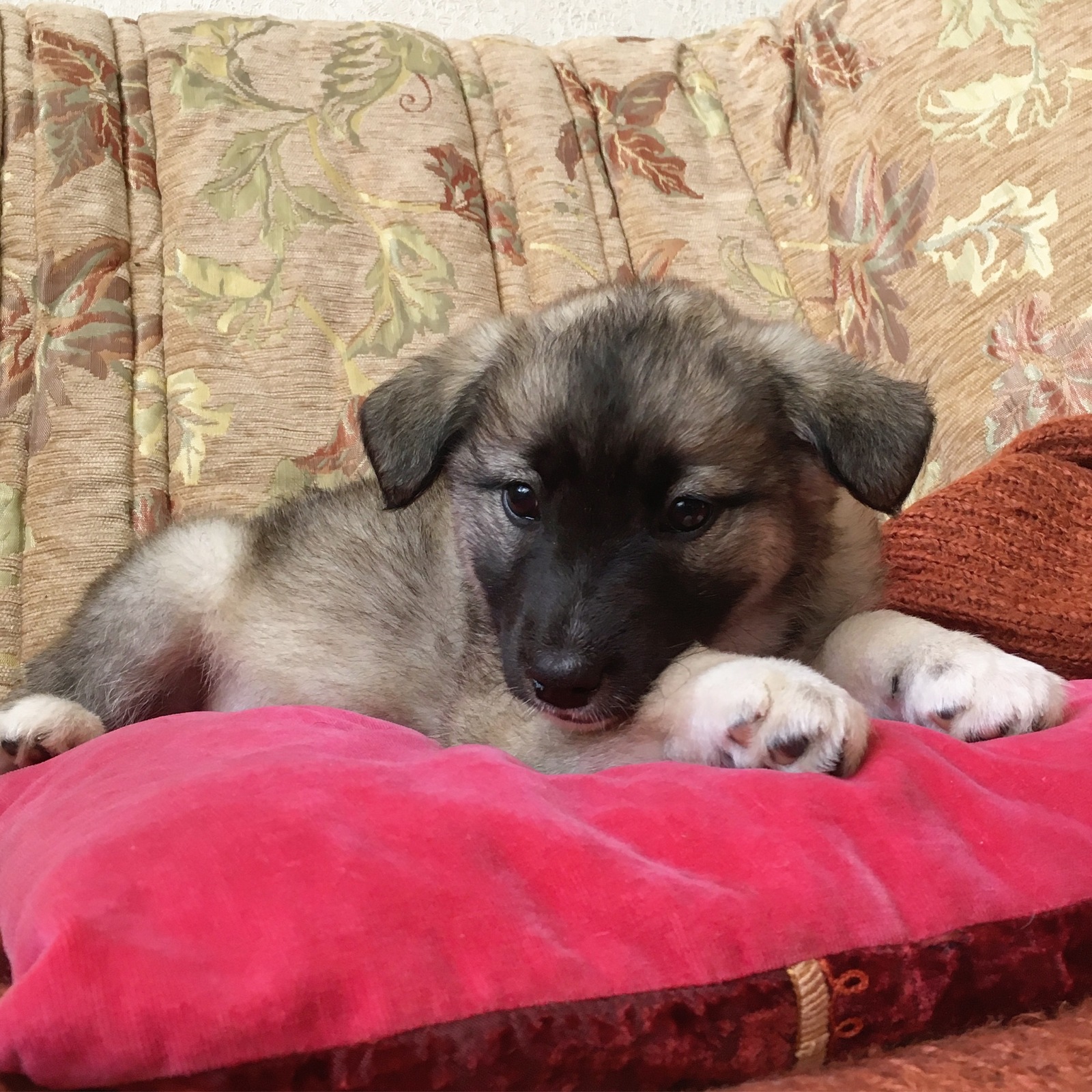 Uma and Coconut from the Moscow dump - My, Puppies, In good hands, Dog, Cur, Looking for a home, Dog, Moscow, Longpost