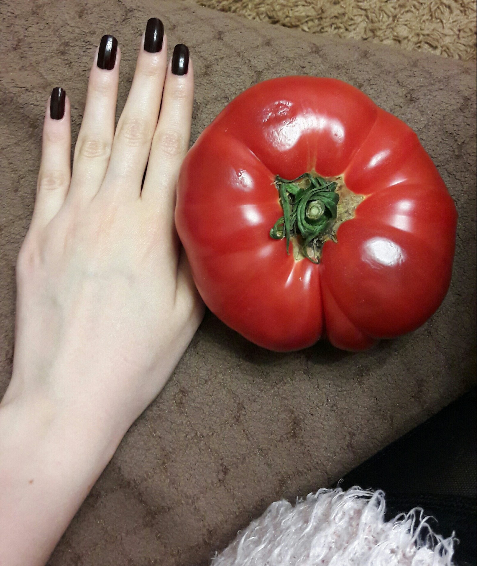 giant tomato - My, League of giants, Tomatoes