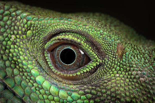 Eyes of reptiles and amphibians. - The photo, Eyes, Reptiles, Zanamiclub, Longpost