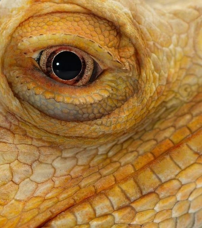 Eyes of reptiles and amphibians. - The photo, Eyes, Reptiles, Zanamiclub, Longpost