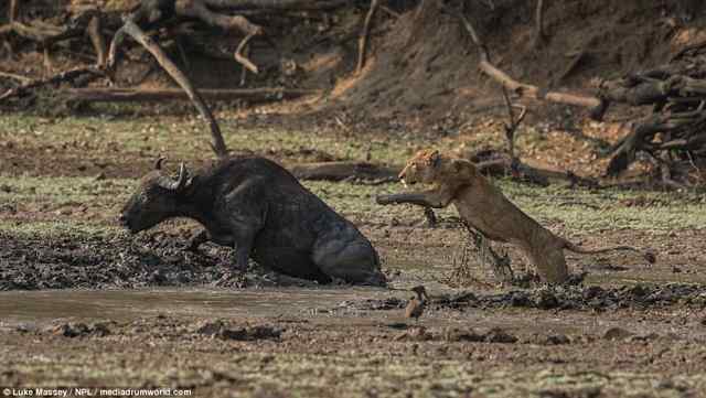 Fight for life in the wild. - wildlife, Fight for survival, a lion, Buffalo, Longpost