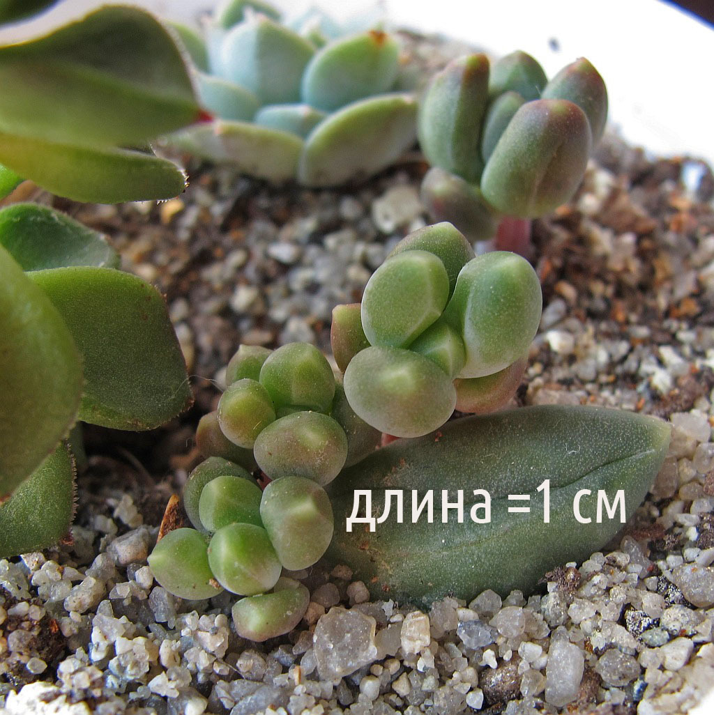 Love for life-2 - My, Succulents, Amazing, Houseplants, Lithops, Crassula, Longpost