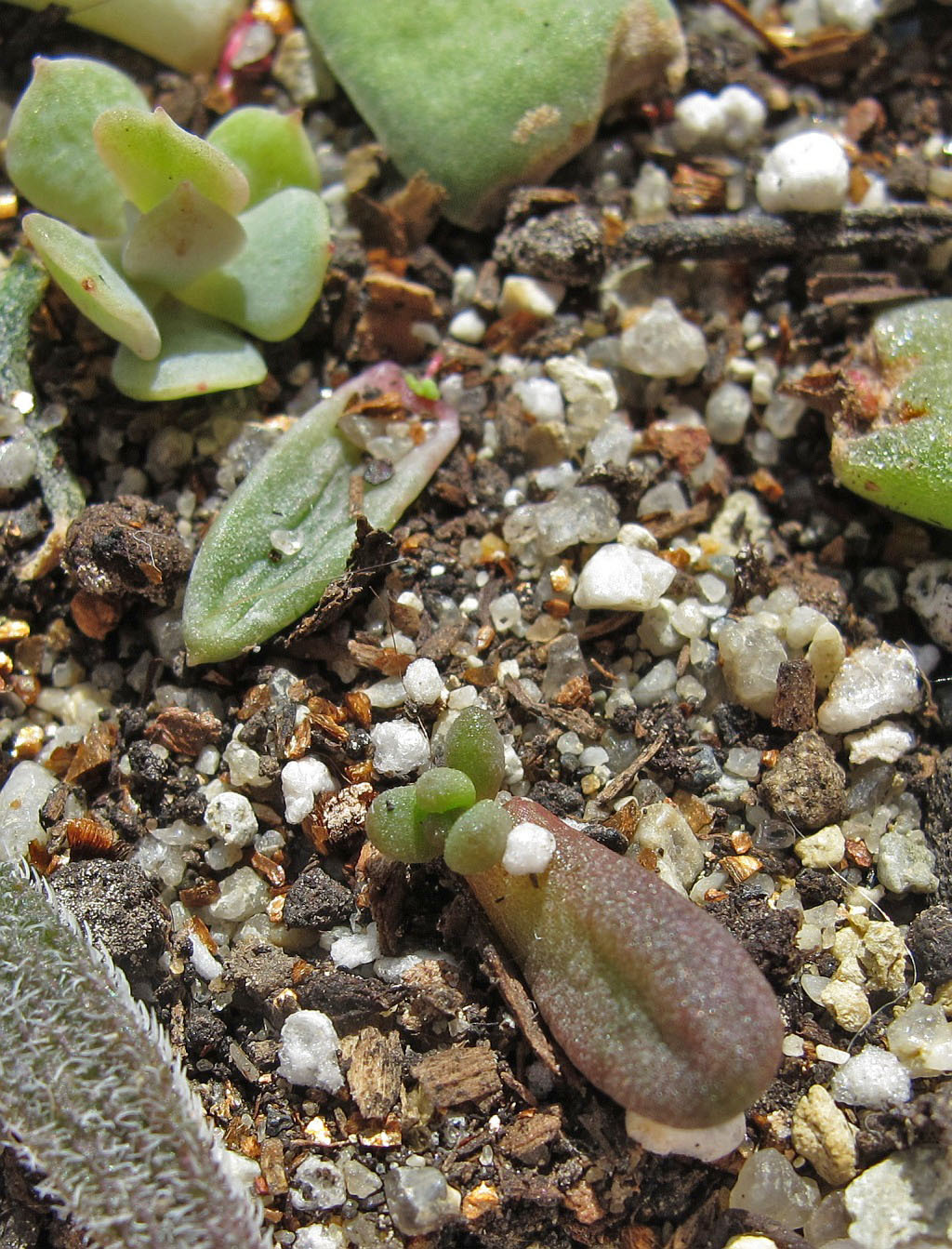 Love for life-2 - My, Succulents, Amazing, Houseplants, Lithops, Crassula, Longpost