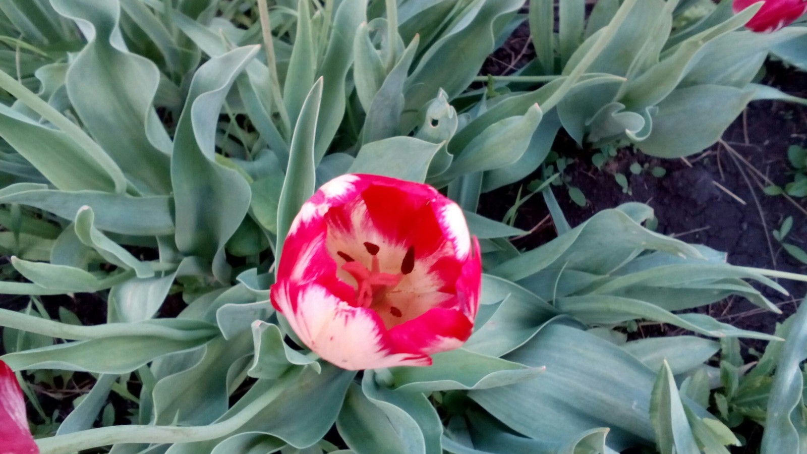 Tulips - My, Flowers, Tulips, Omsk region