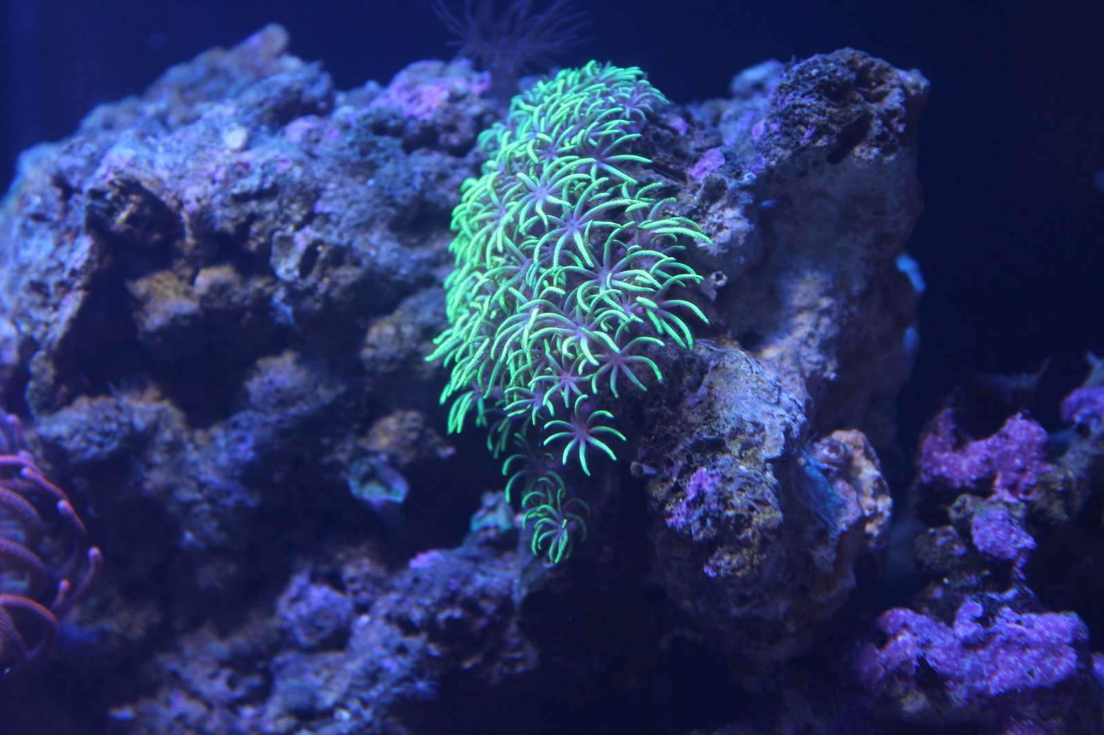 A piece of the sea at home - My, Aquarium, Maritime, Nemo, Longpost