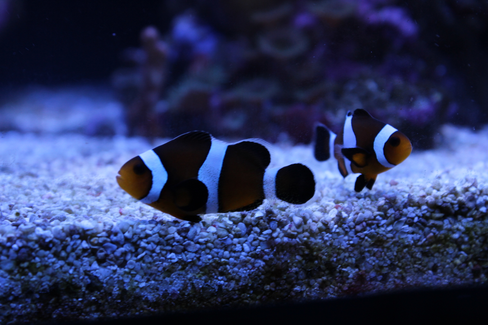 A piece of the sea at home - My, Aquarium, Maritime, Nemo, Longpost