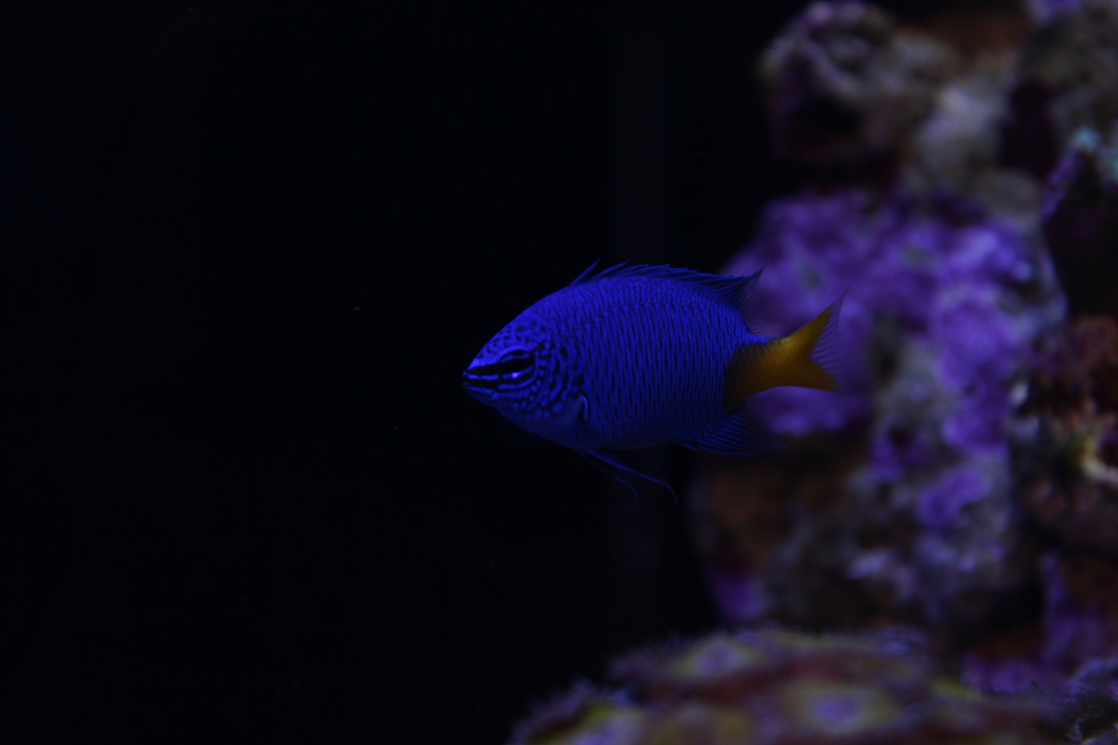 A piece of the sea at home - My, Aquarium, Maritime, Nemo, Longpost