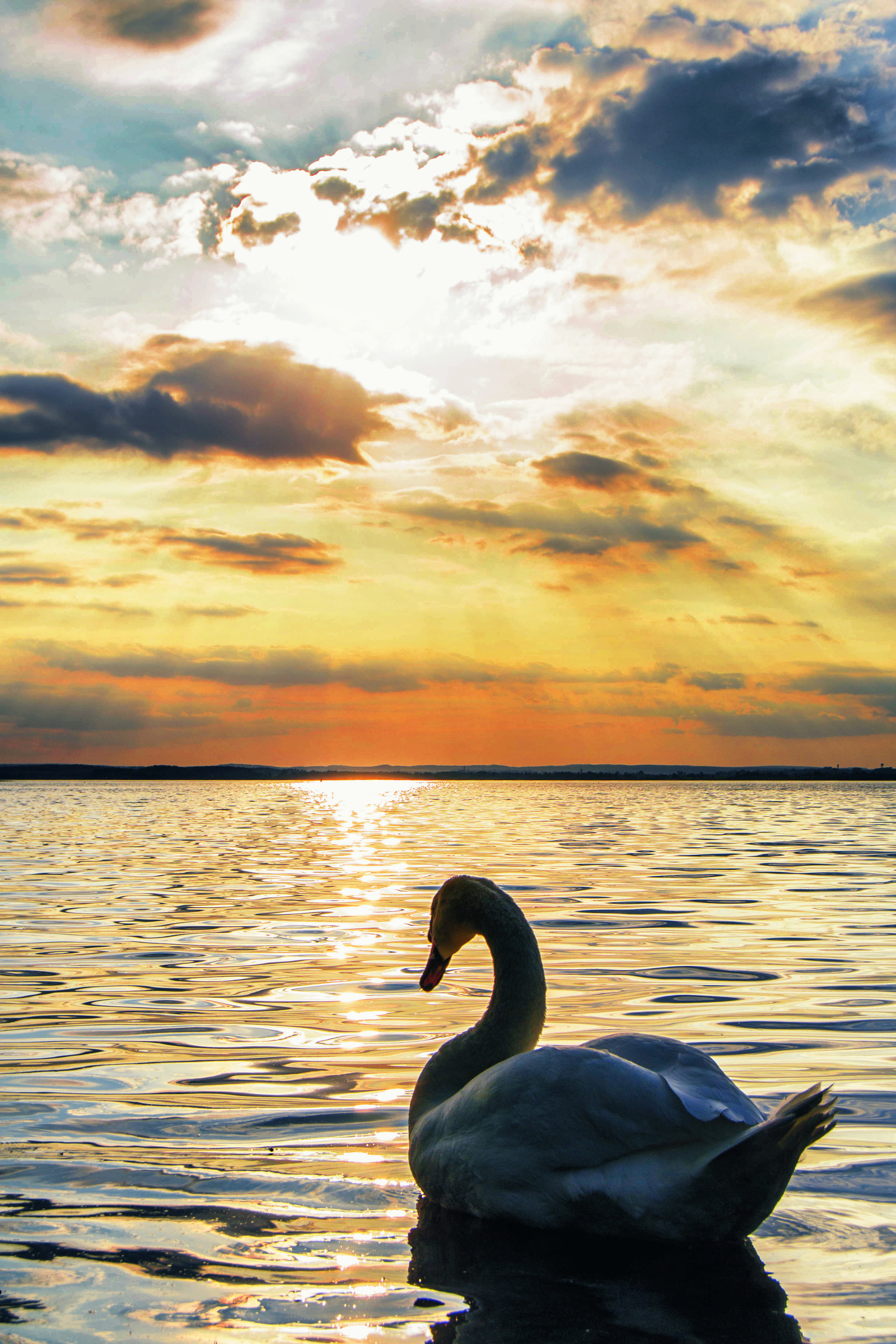 Sunset on the Minsk Sea. - My, Minsk, Sunset, Swans, Longpost, The photo, My