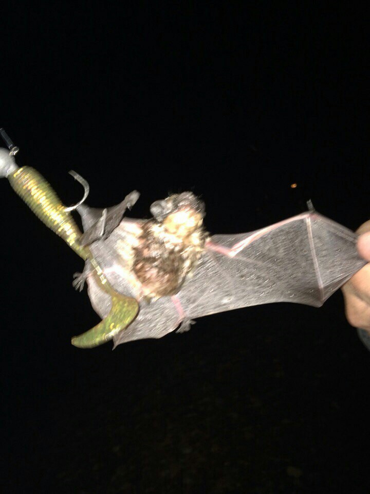 pecked - My, Fishing, Bat