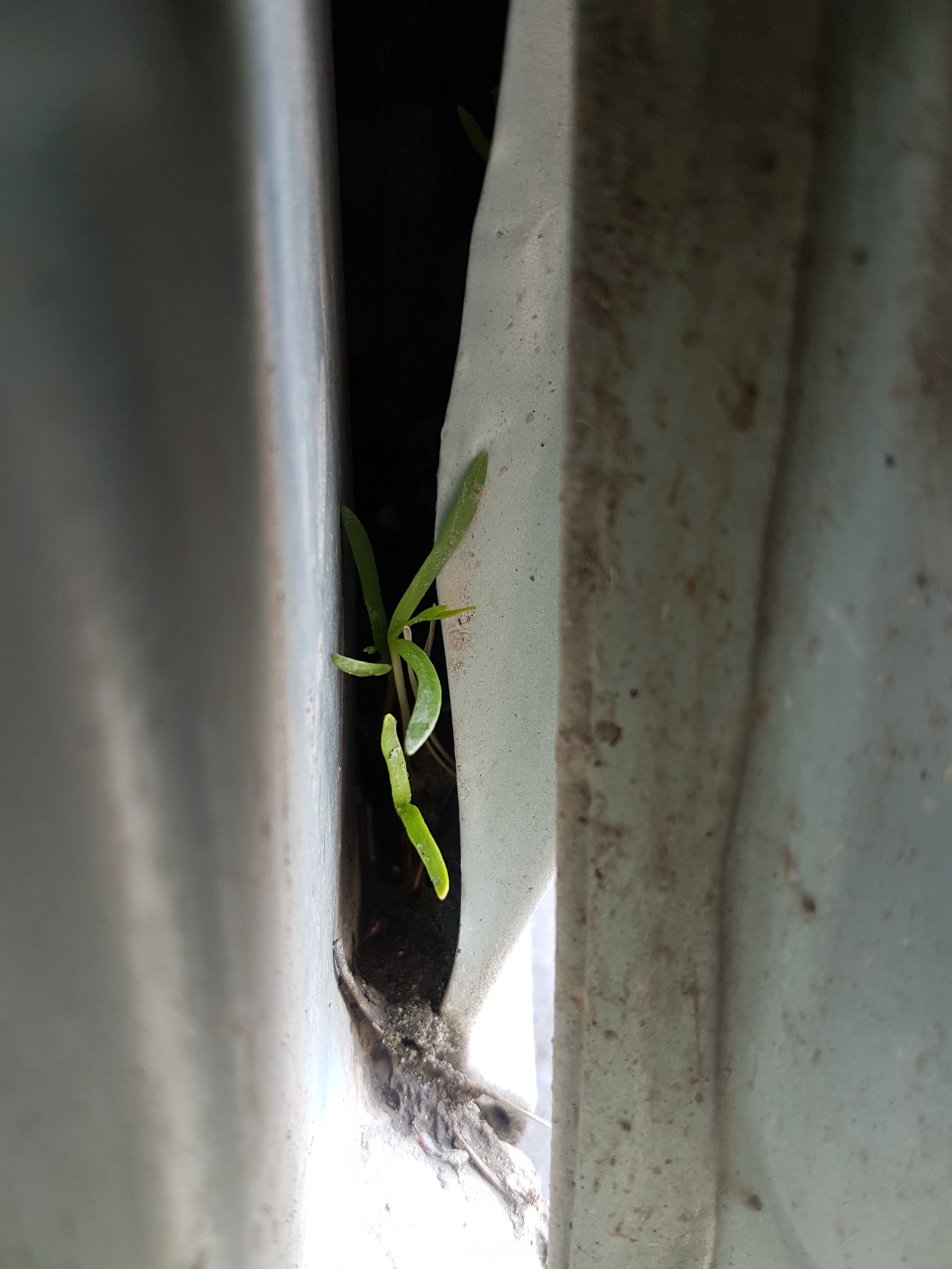 The seedling is ready. - My, Seedling, Car, , Running