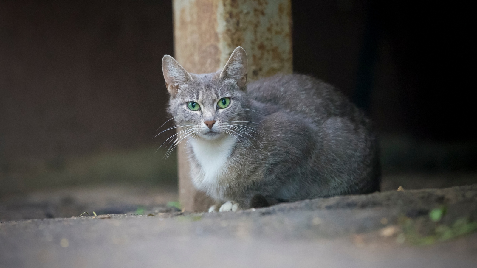 Котяток пост - Моё, Дворовые коты, Фотография, Canon 6d, Кот