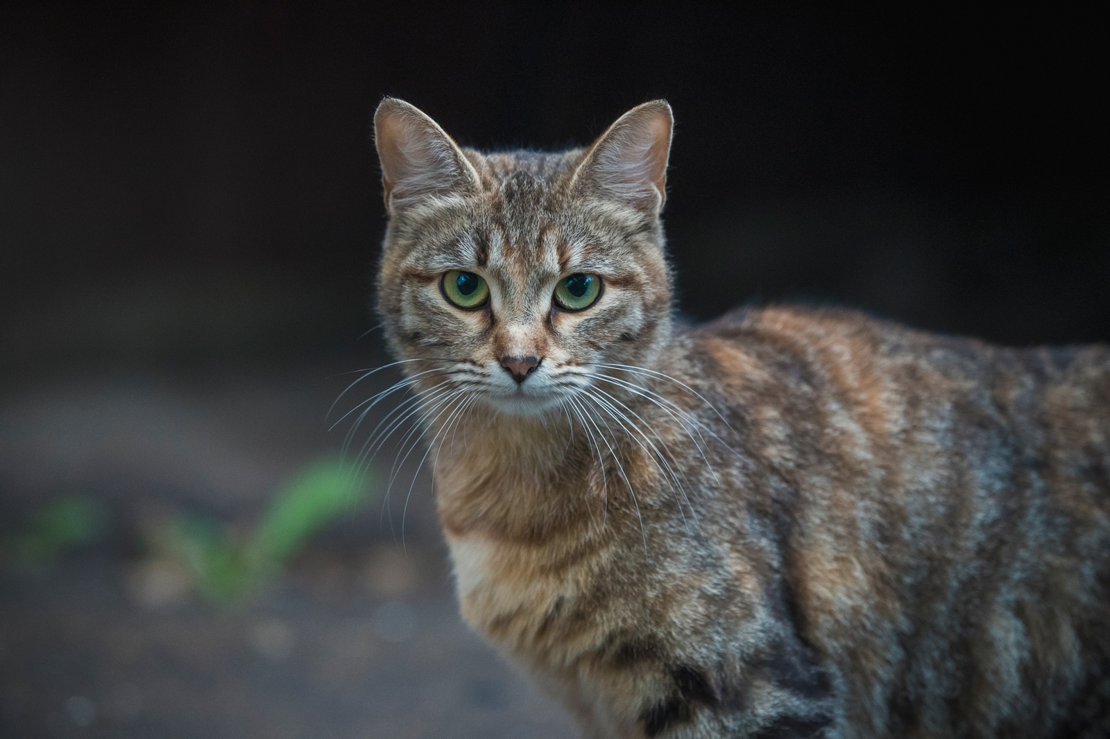 kitty post - My, Yard cats, The photo, Canon 6d, cat