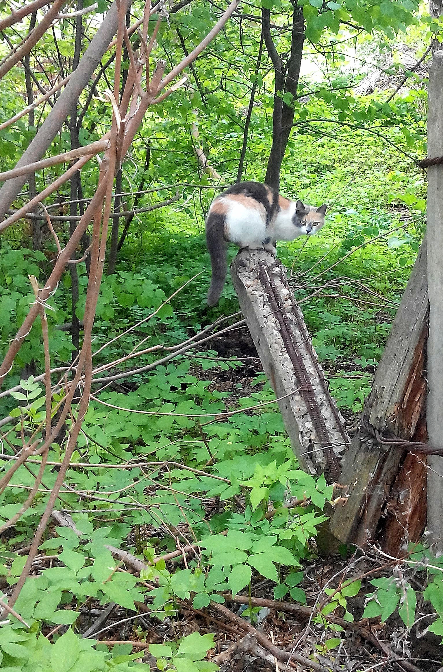 Turtle - My, The photo, cat, Nature, Longpost