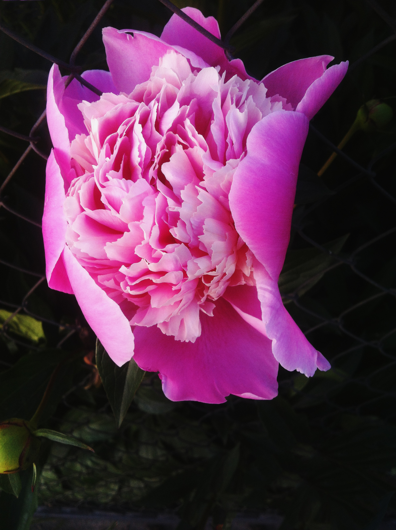 Peonies - My, beauty of nature, beauty, Flowers, Juiciness, Pink, Pink peonies, Brightness, Nature, Longpost, Peonies