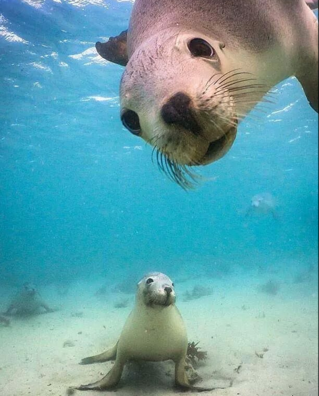 Seals - Seal, The photo