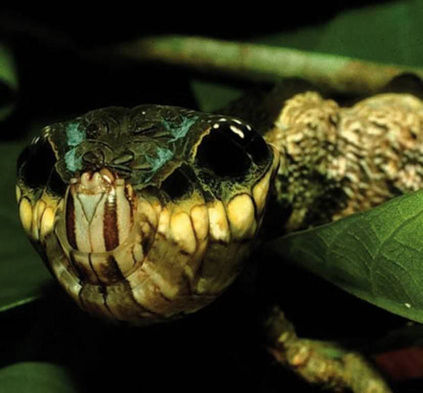 Caterpillar-snake (lat. Hemeroplanes caterpillar) - Nature, Insects, Caterpillar, Snake, Disguise, , , Longpost