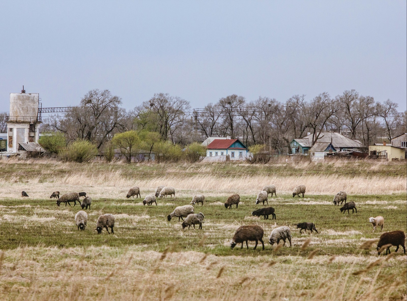 A trip to the village - My, Village, Primorsky Krai, Дальний Восток, Animals, Longpost