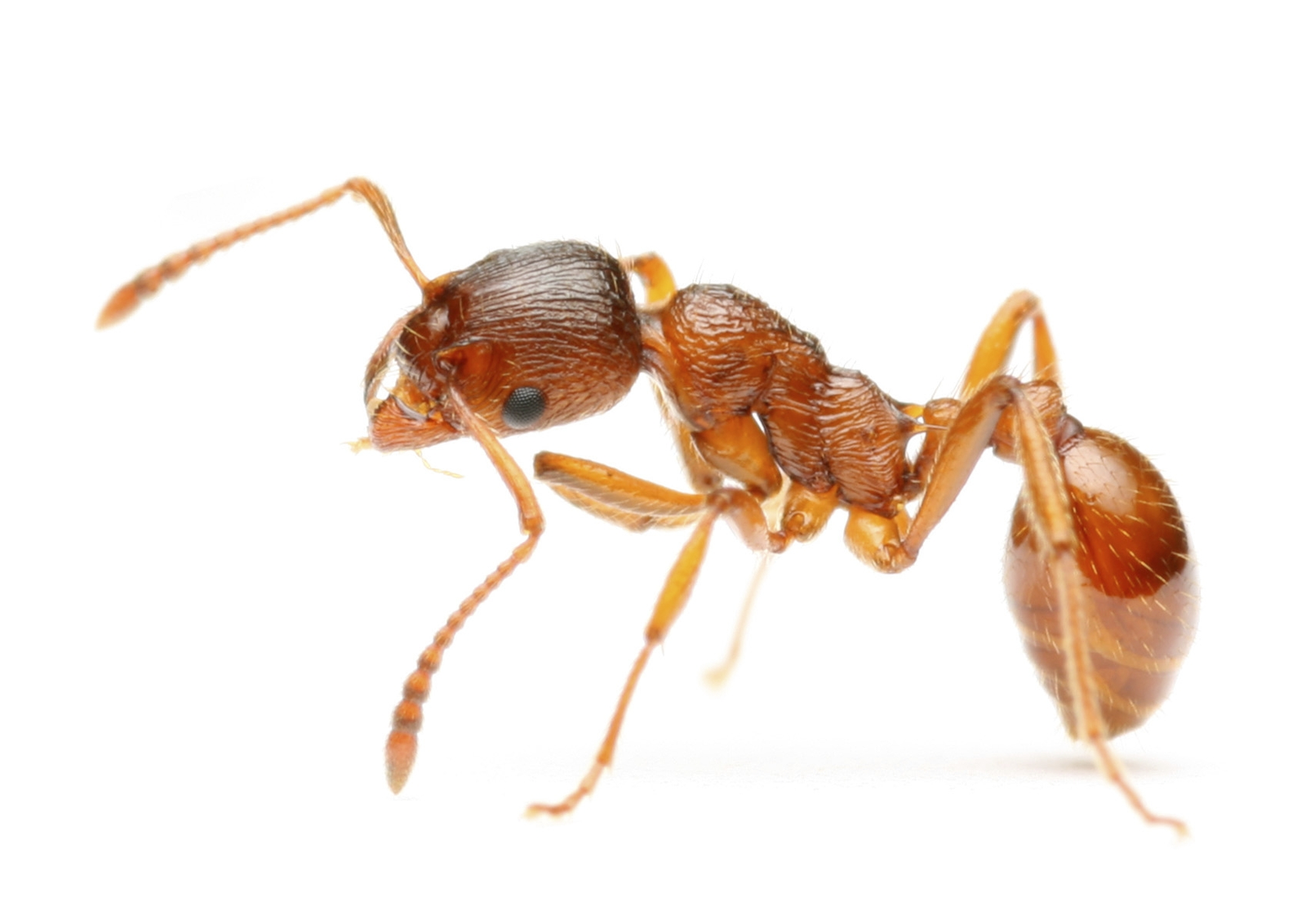 мультик муравей укушу | Дзен