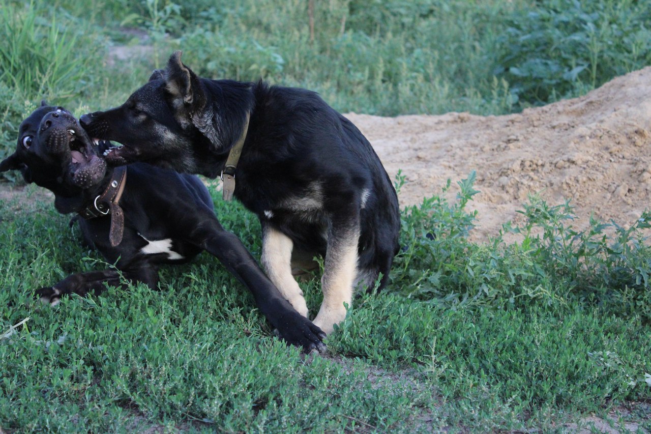 Oh, those women! - My, Dog, German Shepherd, Cane Corso, games, Friends, 