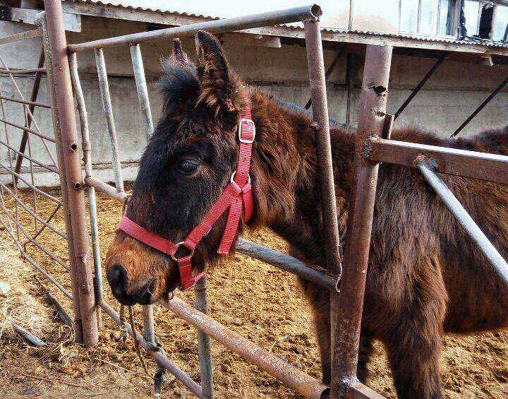 First achievement: 1 year old for my own horse! - My, Horses, Horses, Animals, Happiness, Nature, The photo, Longpost