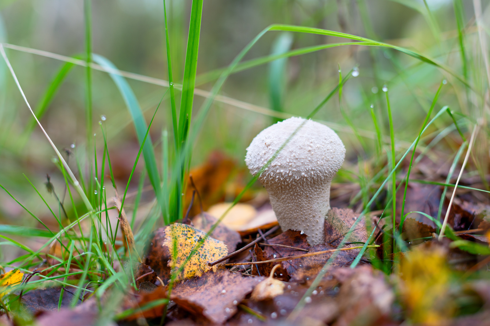 forest dwellers - My, Nature, The photo, Mushrooms, Nikon, Morning, Dew, Forest, Longpost