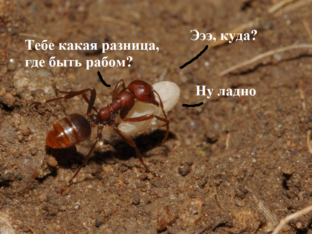 Po Prosbam Nekotoryh Pikabu