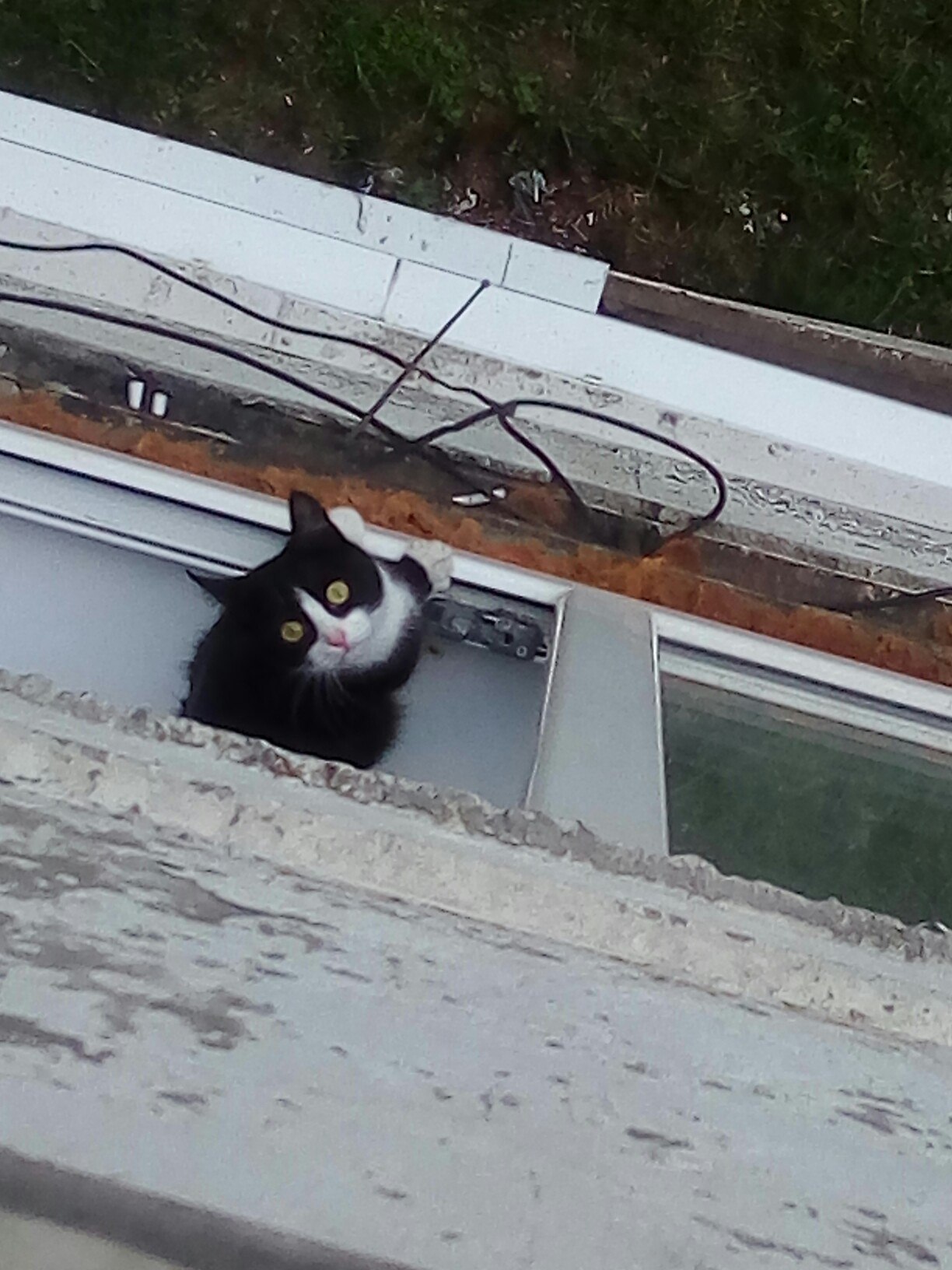 We had a constructive conversation - My, cat, Neighbours, Longpost, Tyumen