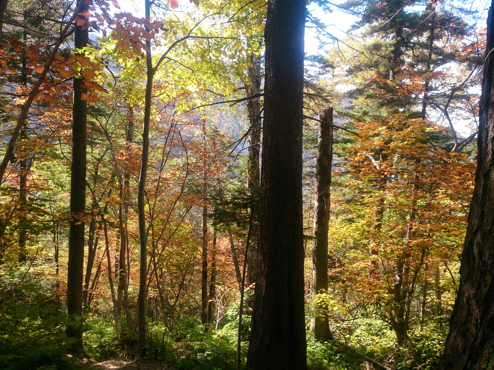 Mountains of Primorsky Krai: Pidan - My, Longpost, The photo, Hike, Mount Pidan, My