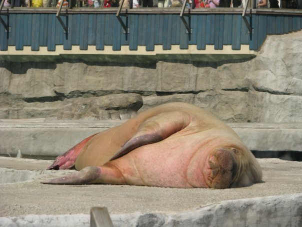 When you want to relax like this walrus, but the weather is not conducive - My, Walruses, The photo, Summer, I want to go on vacation, Vacation