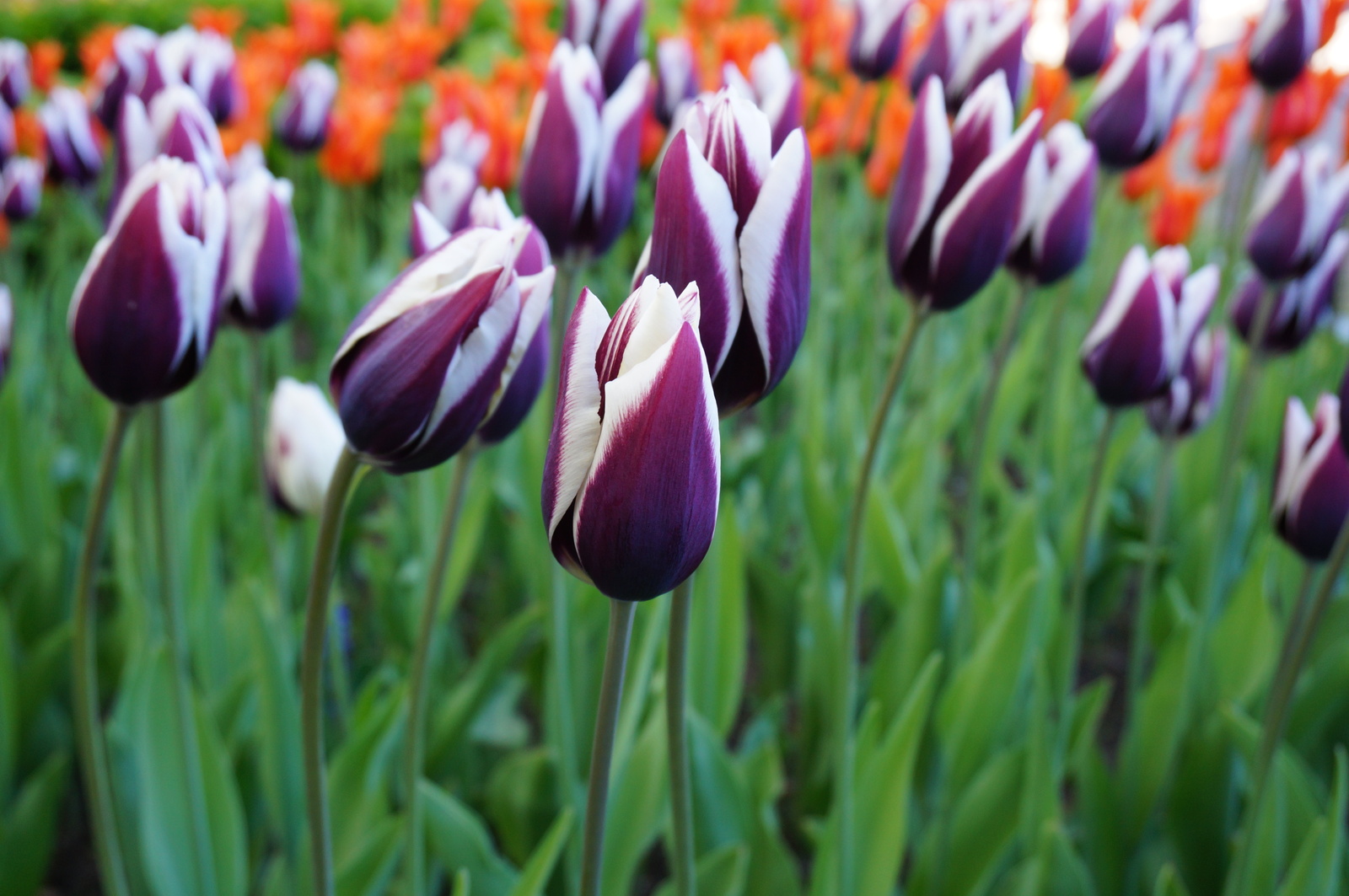 Tulips - My, Flowers, Tulips, The photo, Longpost