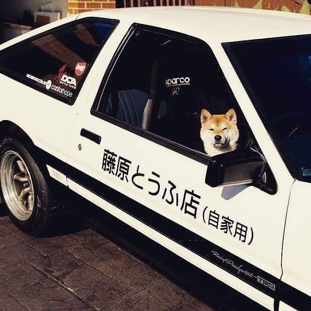 Woop woop... Akita Inu police is here. - Akita inu, Japan, Car, AE86, Initial D, Deja vu, , Sprinter