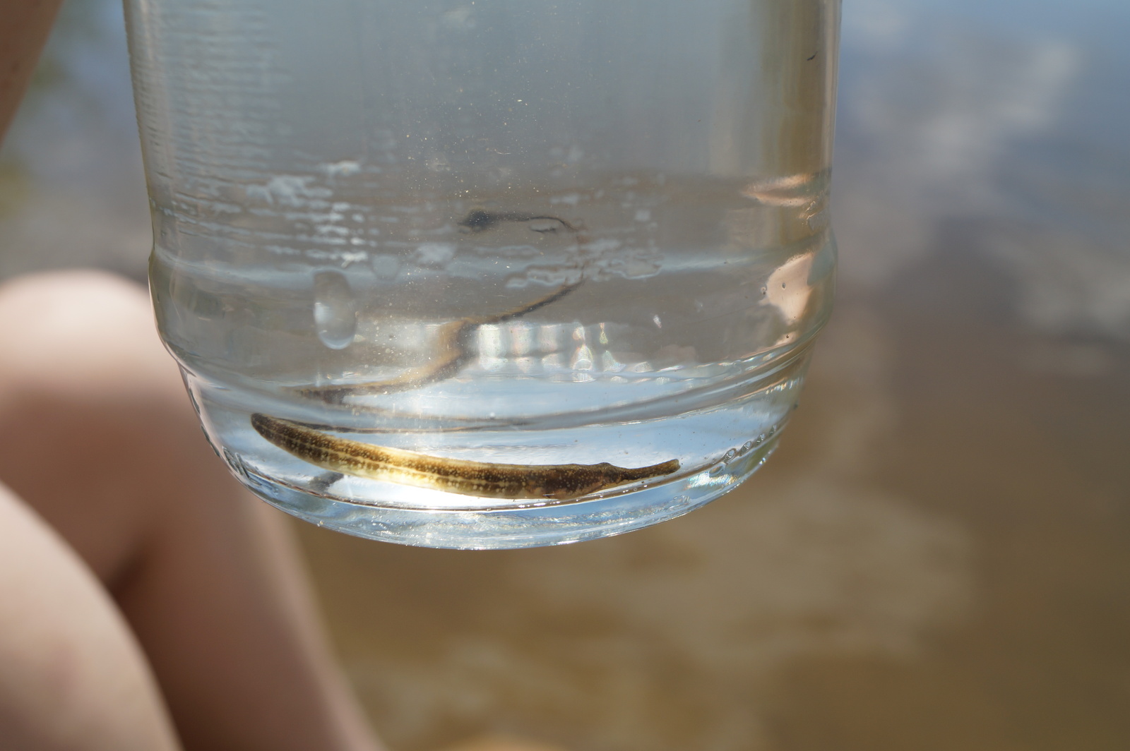 needlefish - My, Needlefish, Akhtuba, Volzhsky, Video, Longpost