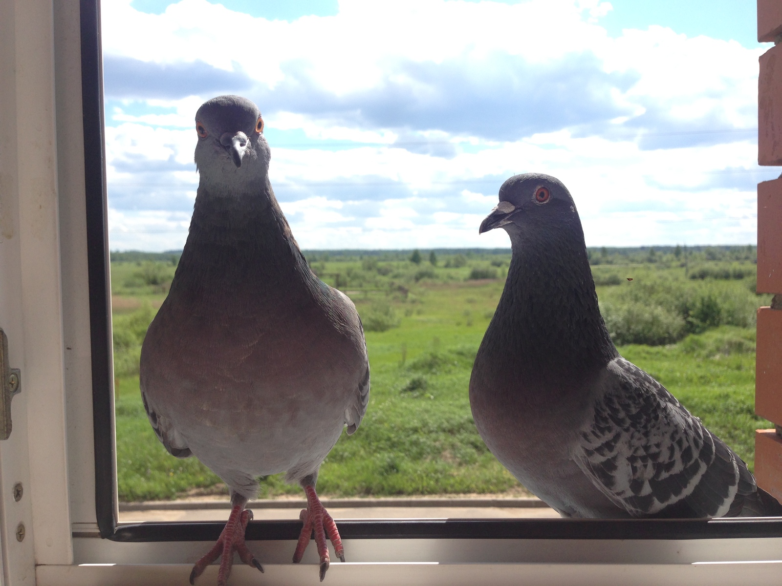 Pigeon Valera and girlfriend - My, Pigeon, , , Longpost