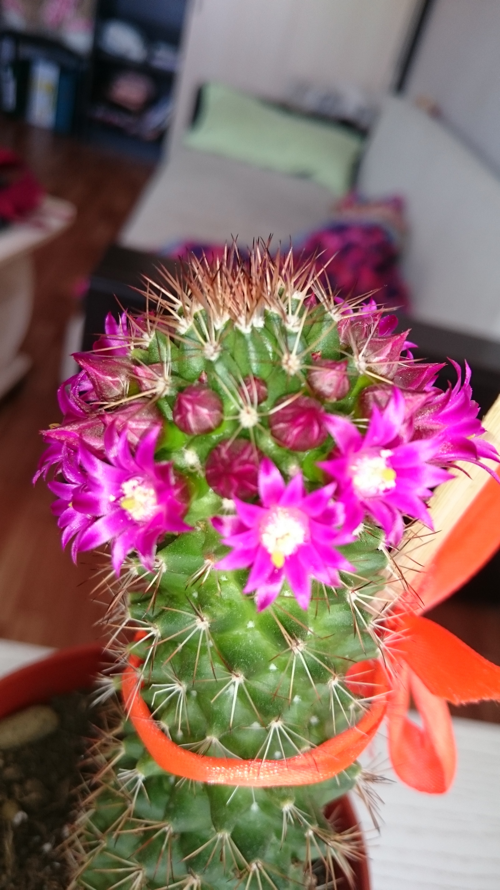 Just - My, Cactus, Bloom