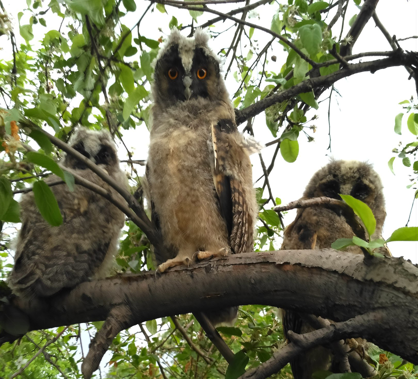 How to Summon Splyos - My, Owl, Scops owl, Meeting, Drawing, Garden, Longpost