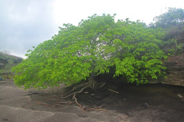 The most dangerous tree in the world - Livejournal, Mancinella tree, , , Poisoning, I, Fever, Blindness, Video, Longpost