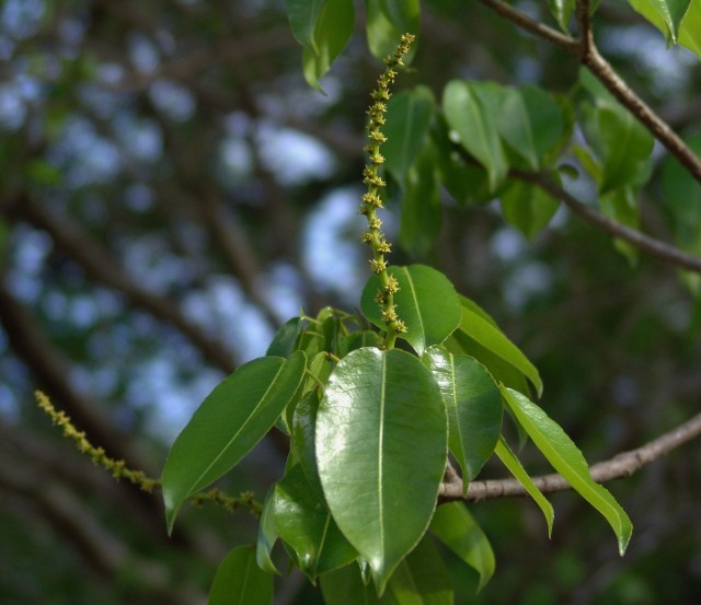 The most dangerous tree in the world - Livejournal, Mancinella tree, , , Poisoning, I, Fever, Blindness, Video, Longpost